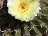 kleiner Kaktus mit Blüte