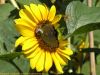 Sonnenblume und Bienchen